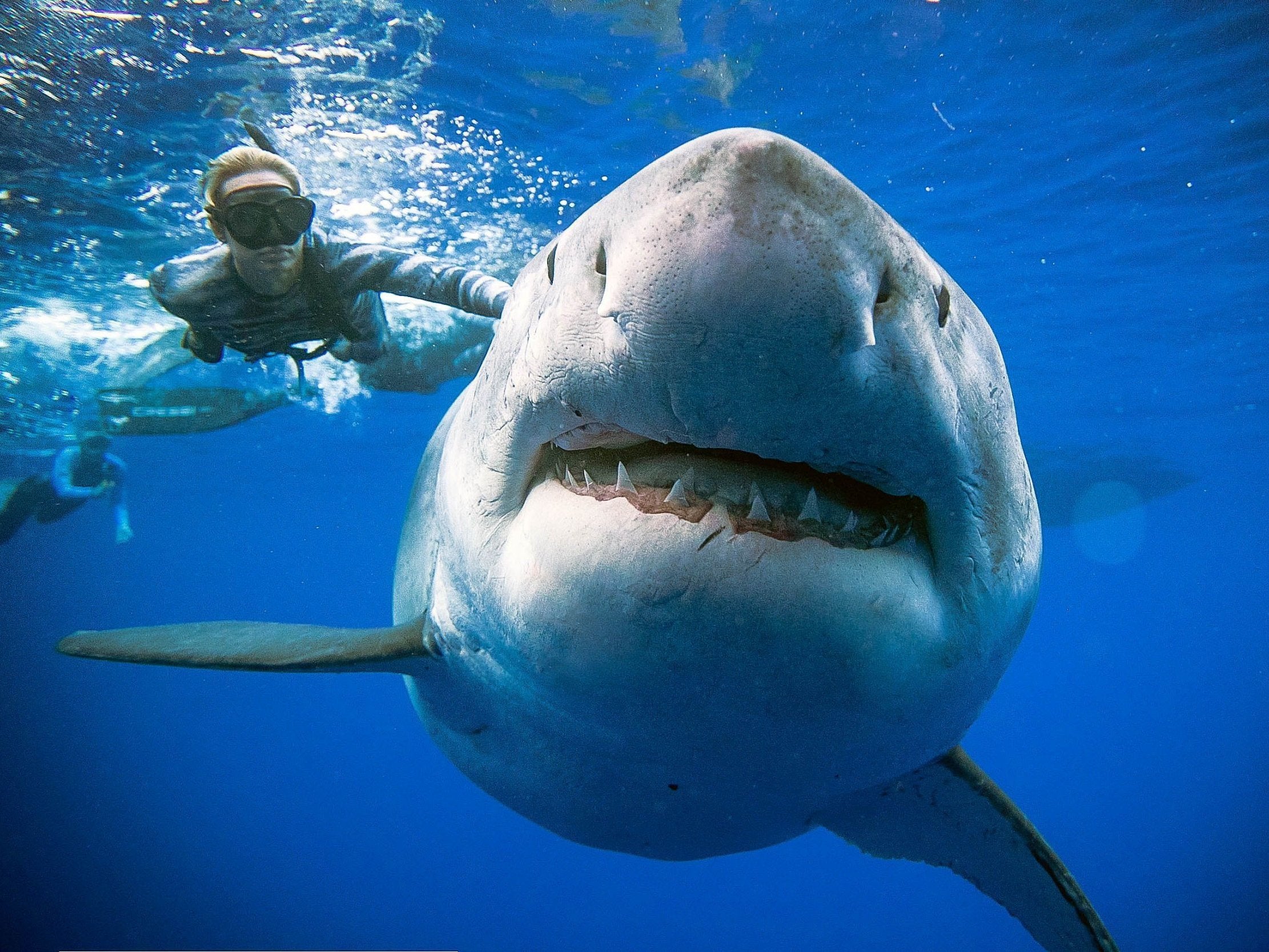 Marine conservationist and diver Ocean Ramsey swims with the largest known great white ‘Deep Blue’ in August 2020