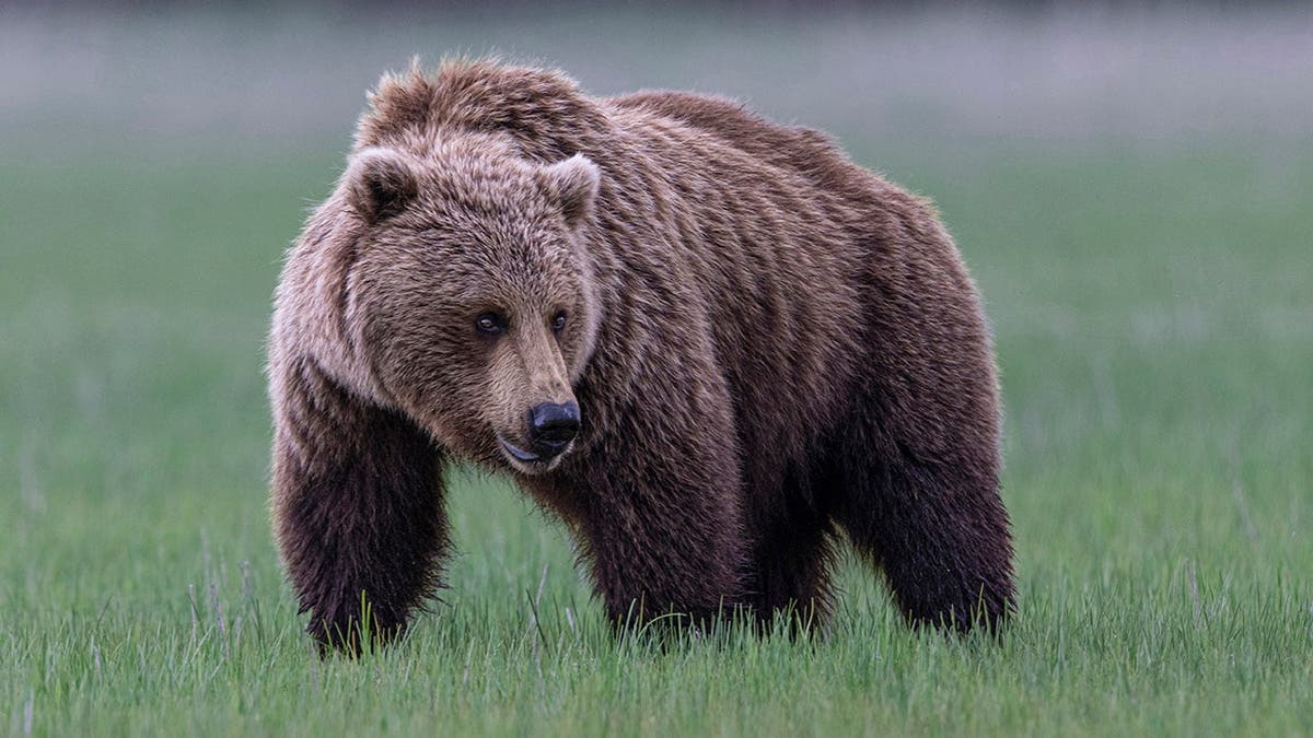 Glacier National Park authorities said the hiker's 