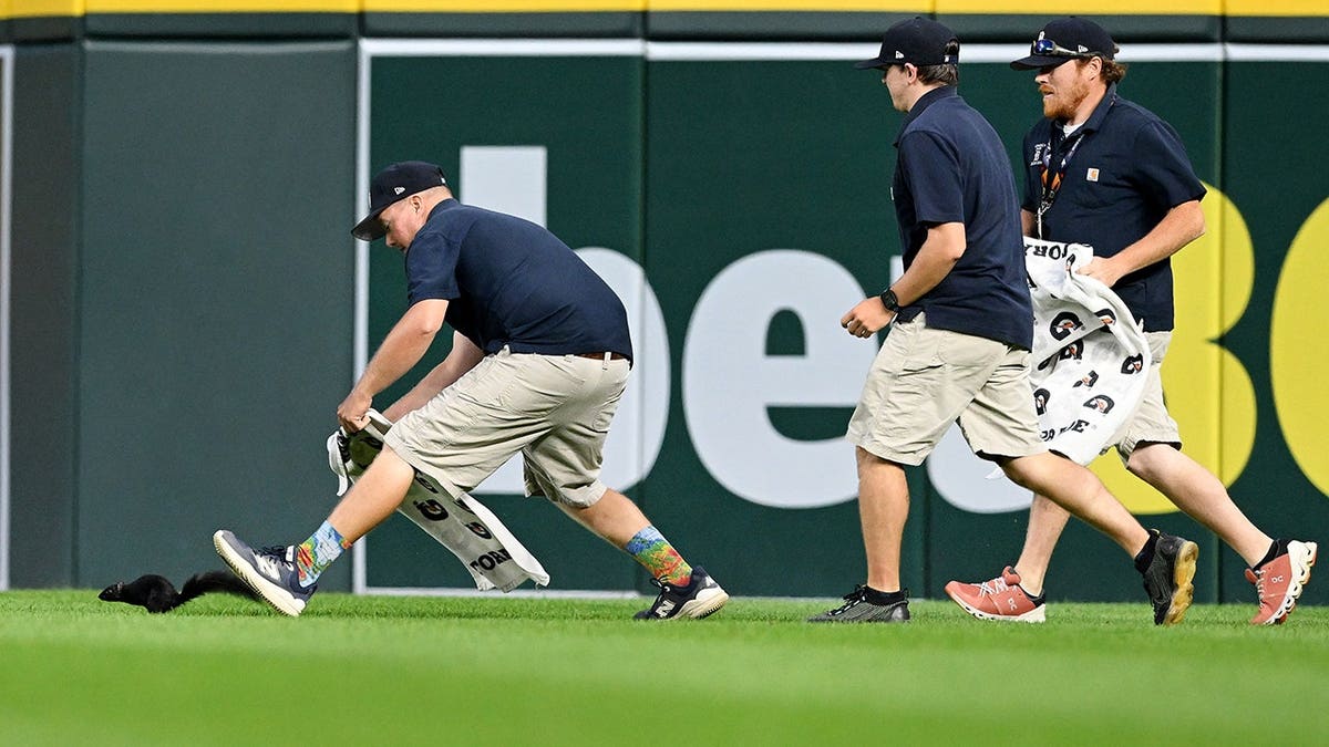 Grounds crew members attempt to capture a squirrel at Comerica Park during a baseball game.