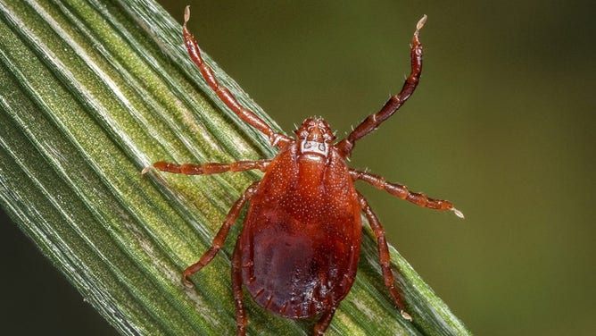 A photo of the Haemaphysalis longicornis (Asian longhorned tick).