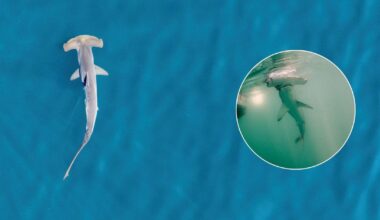 Hammerhead shark tagged in New England waters "raises a lot of questions," researcher says