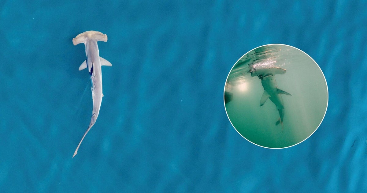 Hammerhead shark tagged in New England waters "raises a lot of questions," researcher says