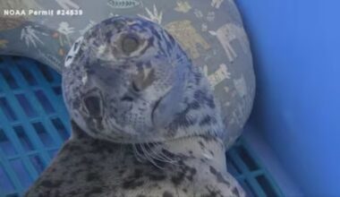 harbor seal shot in head...