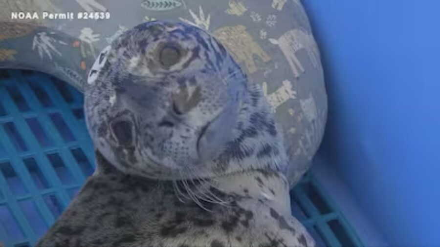 harbor seal shot in head...