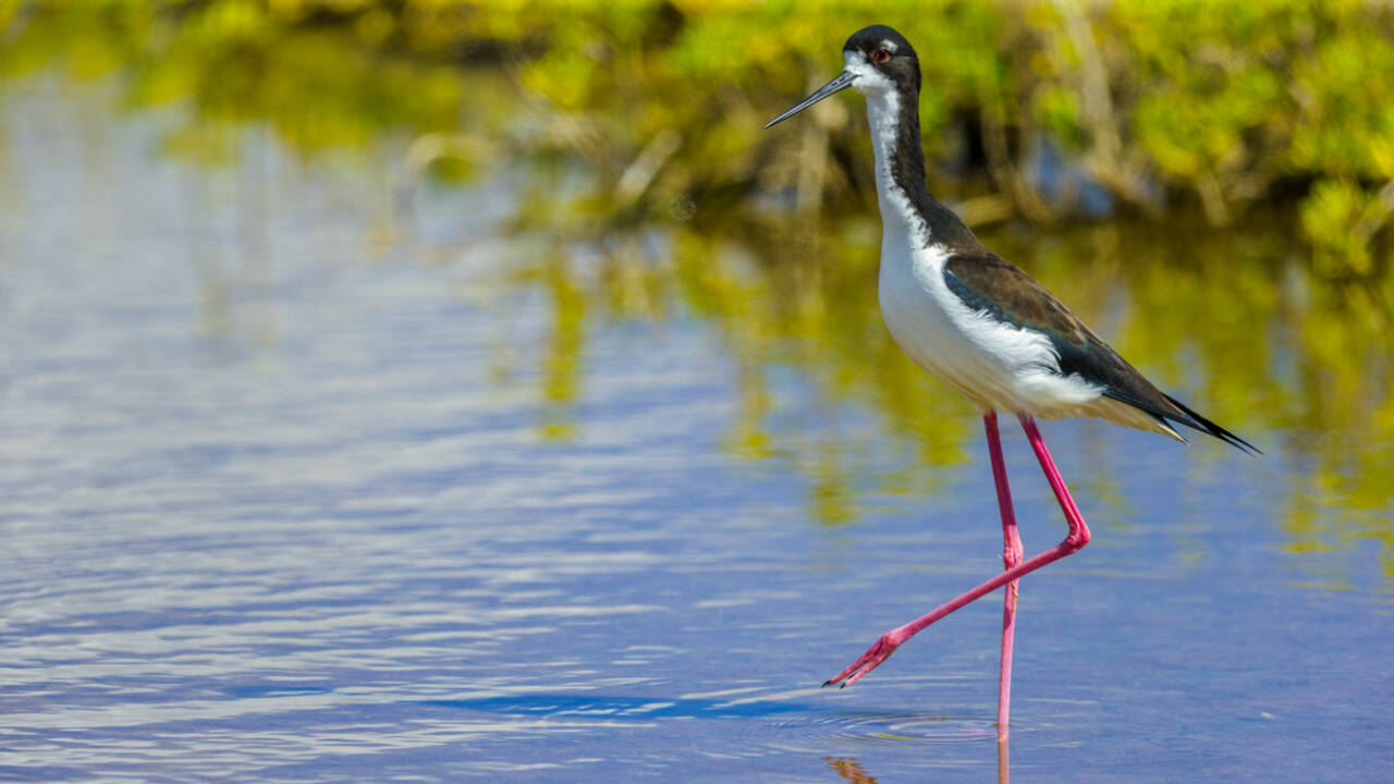 How did the wetland restoration helped How did the wetland restoration helped