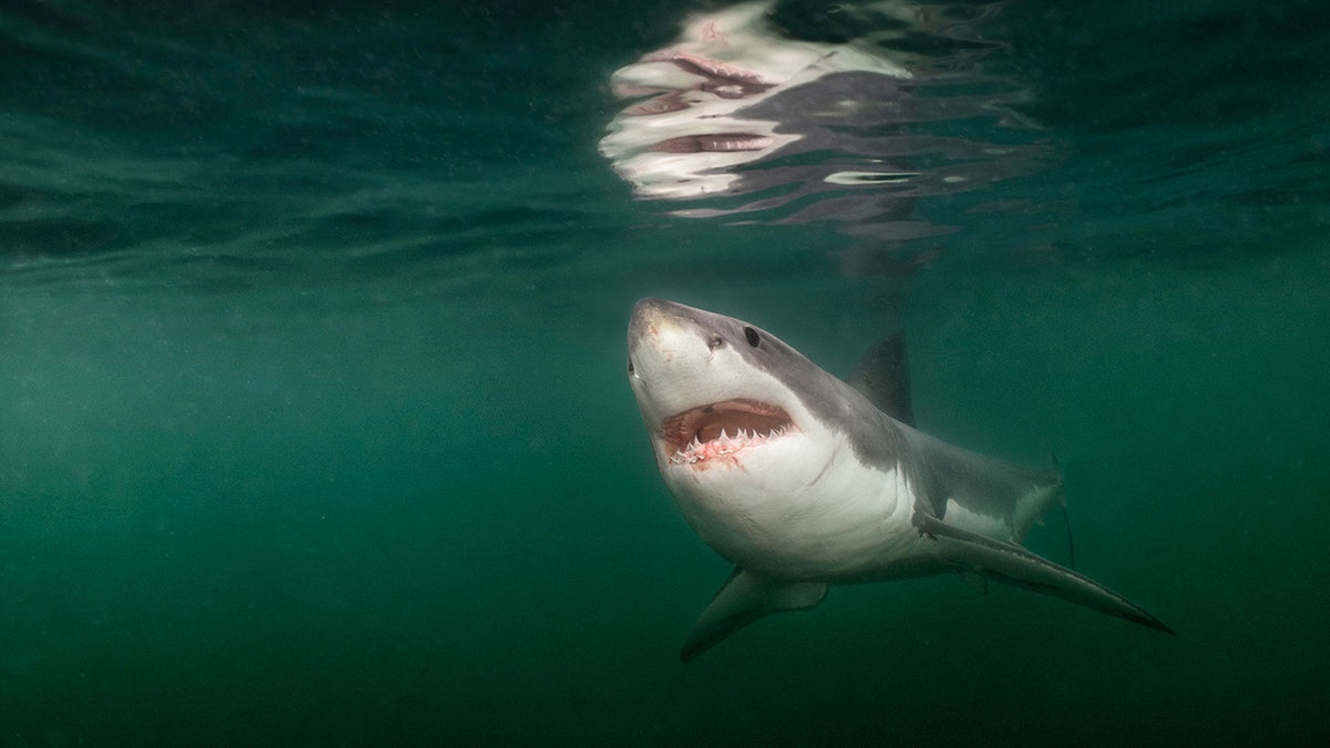 A great white shark spotted swimming in maine