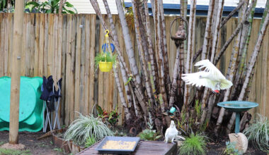 Neighbour's backyard habit sees Aussie suburb 'overrun' with vermin: 'Says we're overreacting'