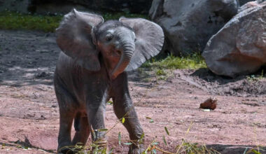Why Elephants Avoid Mice: The Real Reason Isn’t Fear