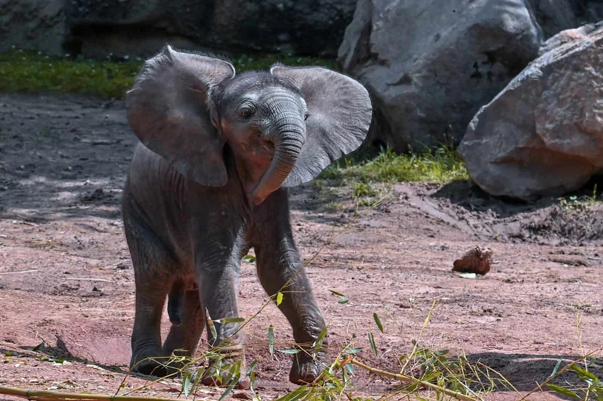 Why Elephants Avoid Mice: The Real Reason Isn’t Fear