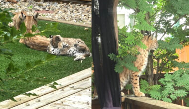 A Mother Bobcat Picked a Canadian Backyard Deck to Raise Three Kittens This Summer
