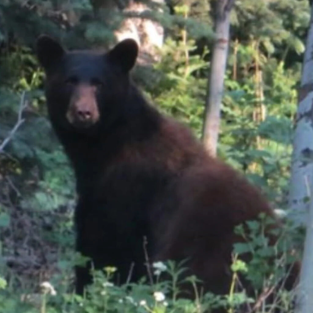 New restrictions at northern Minnesota campground after increased bear activity