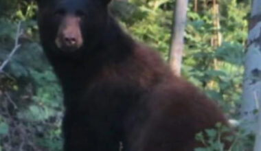 New restrictions at northern Minnesota campground after increased bear activity