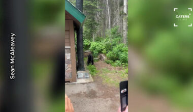 Irish Tourist's First Time Response to Bear Goes Viral