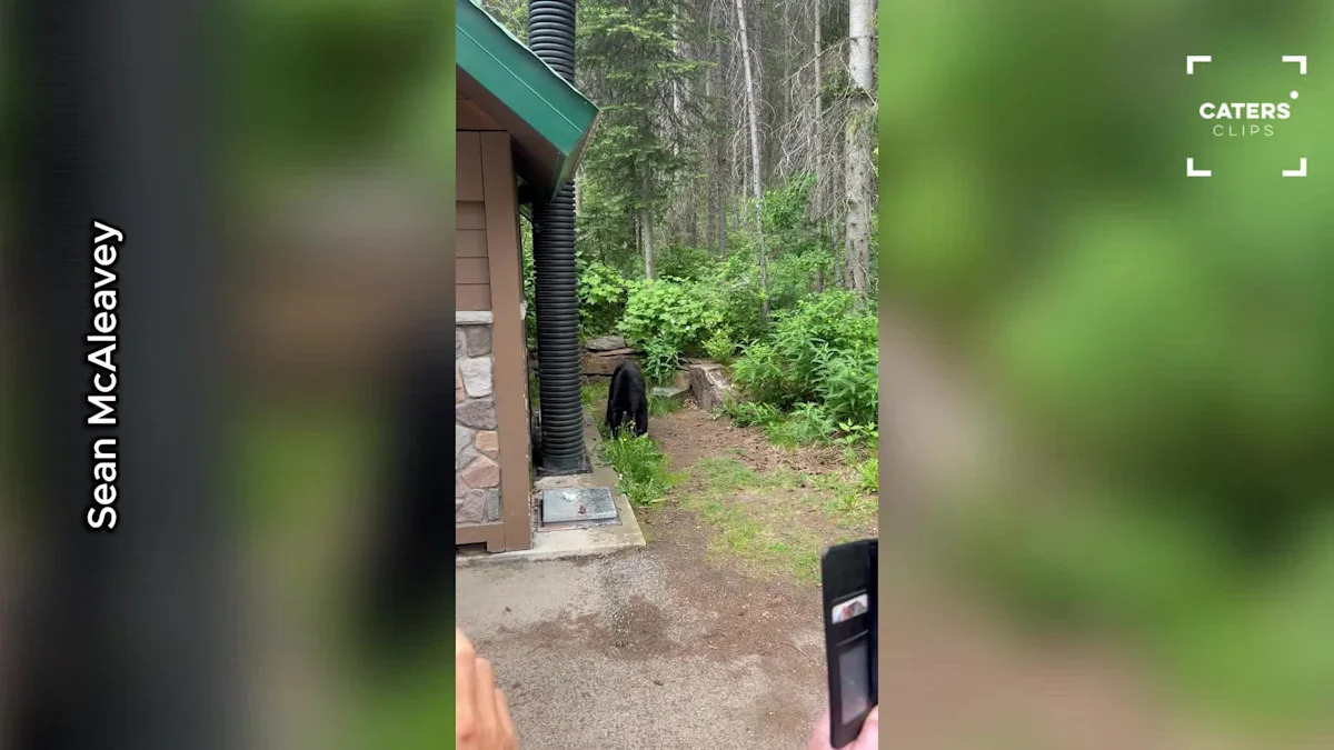Irish Tourist's First Time Response to Bear Goes Viral
