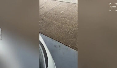 Florida Homeowner Stunned as Dozen Deer Gather Right Outside Her Front Door