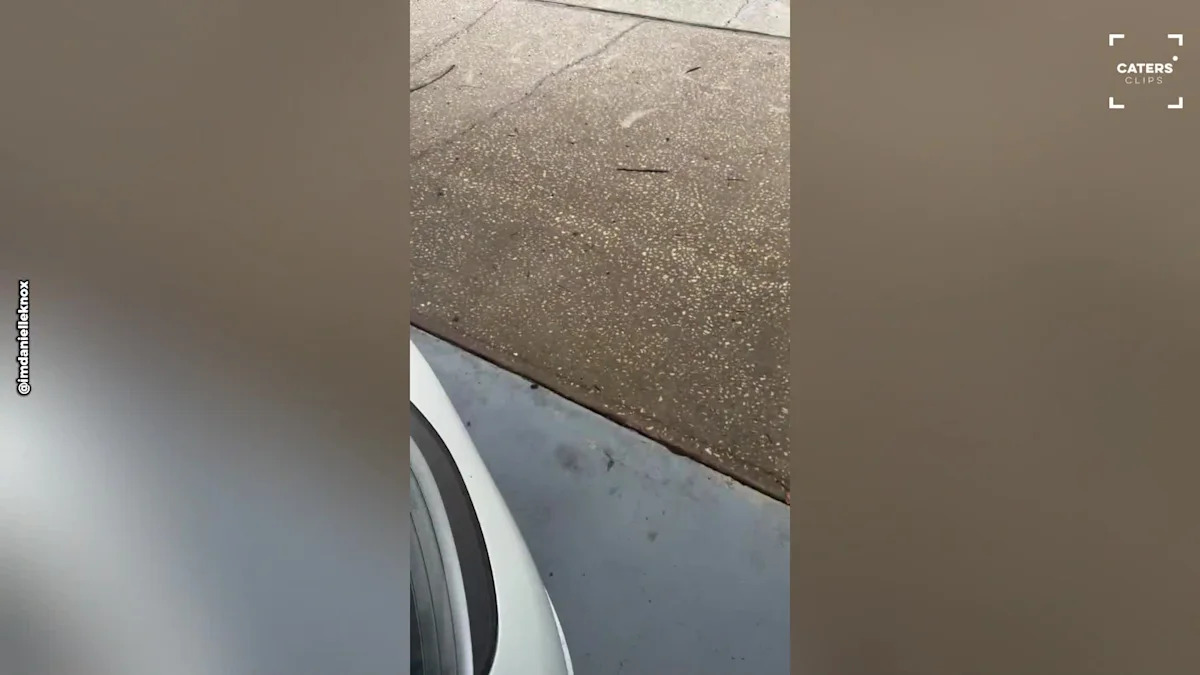 Florida Homeowner Stunned as Dozen Deer Gather Right Outside Her Front Door