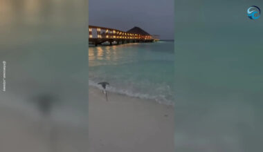 Beachgoers Stunned as Sharks Hunt in Shallow Water