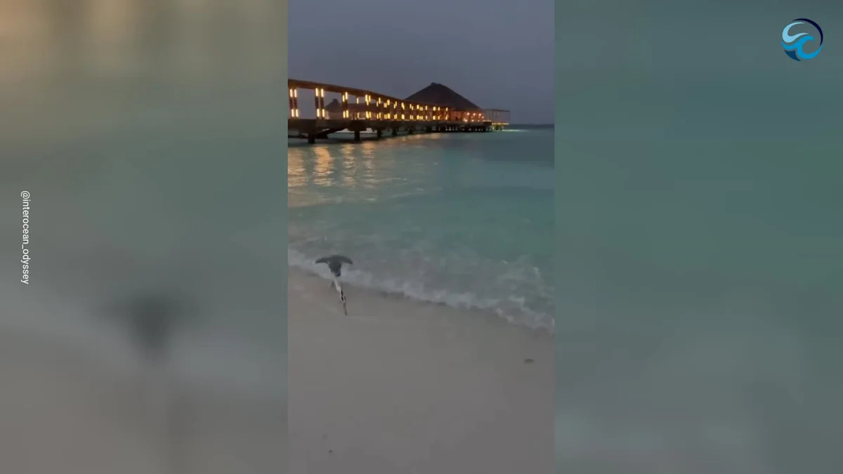 Beachgoers Stunned as Sharks Hunt in Shallow Water