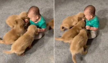 One Tiny Toddler Somehow Became the Leader of This Puppy Pack