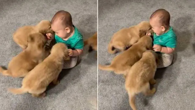 One Tiny Toddler Somehow Became the Leader of This Puppy Pack