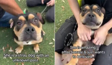 Shelter Dog ‘Mistaken as Scary’ Doesn’t Know Why Humans Leave When She Wants Them To Stay