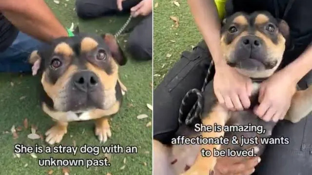 Shelter Dog ‘Mistaken as Scary’ Doesn’t Know Why Humans Leave When She Wants Them To Stay