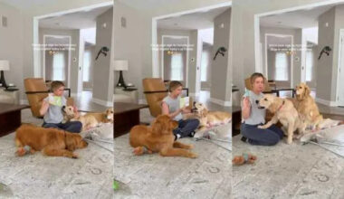 Mom Includes Three Curious Golden Retrievers in Baby’s Fun Activity