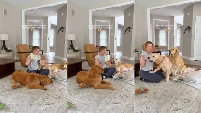 Mom Includes Three Curious Golden Retrievers in Baby’s Fun Activity