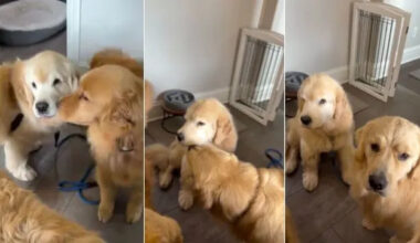 Golden Retriever Comes Home After Surgery, Unaware of the Sweetest Greeting Awaiting Him