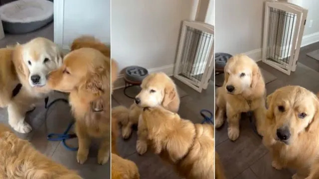 Golden Retriever Comes Home After Surgery, Unaware of the Sweetest Greeting Awaiting Him