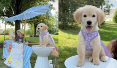 Golden Retriever Helps Toddler Run a Successful Lemonade Stand