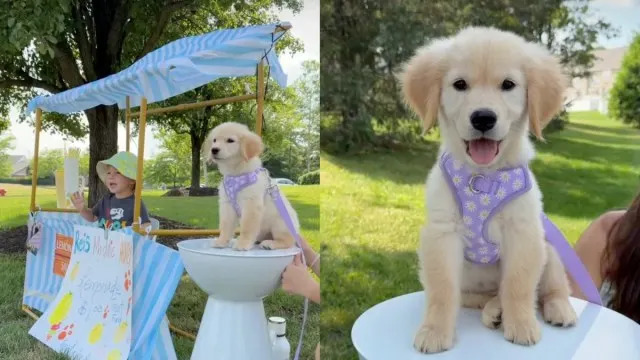 Golden Retriever Helps Toddler Run a Successful Lemonade Stand