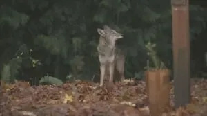 Coyotes raise concerns in Everett neighborhood