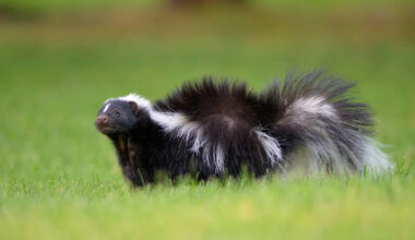Mama Skunk Leads Her Family Around the Neighborhood So Proudly, and It’s Precious