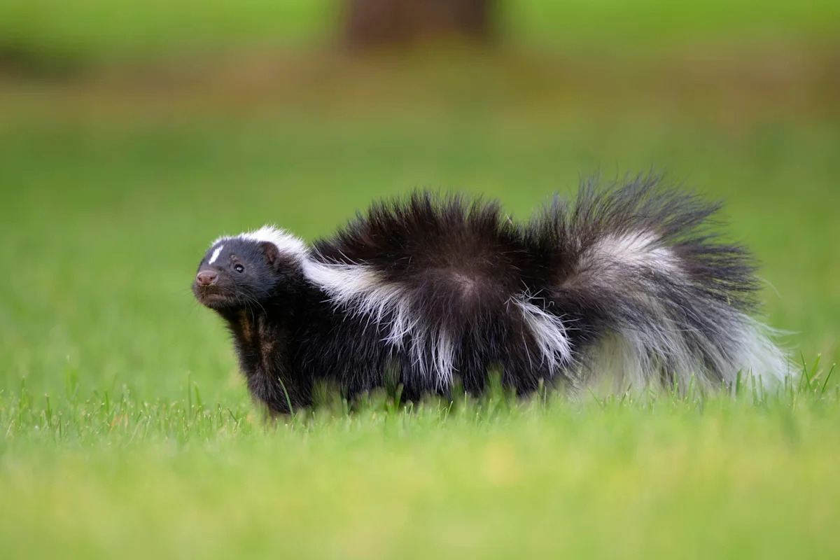 Mama Skunk Leads Her Family Around the Neighborhood So Proudly, and It’s Precious