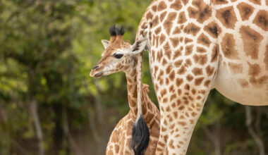 This Baby Giraffe's Battle With the Kansas Wind Is Equal Parts Hilarious and Adorable