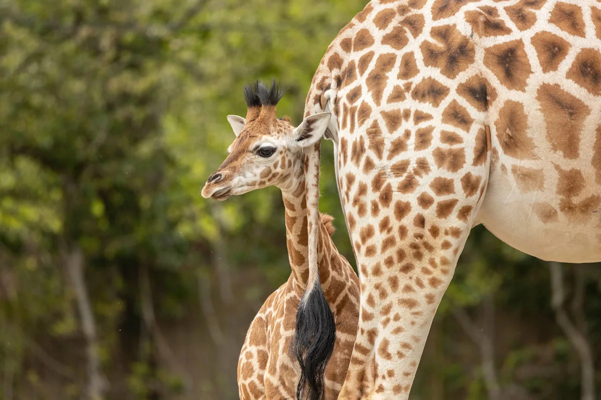 This Baby Giraffe's Battle With the Kansas Wind Is Equal Parts Hilarious and Adorable