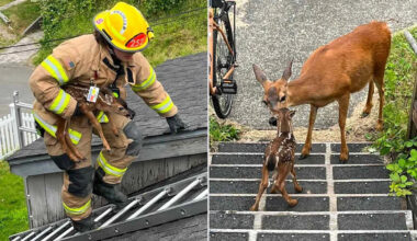 Firefighter Rescues Stranded Fawn from Roof of Oregon Home and Then Finds Baby Animal’s Mom