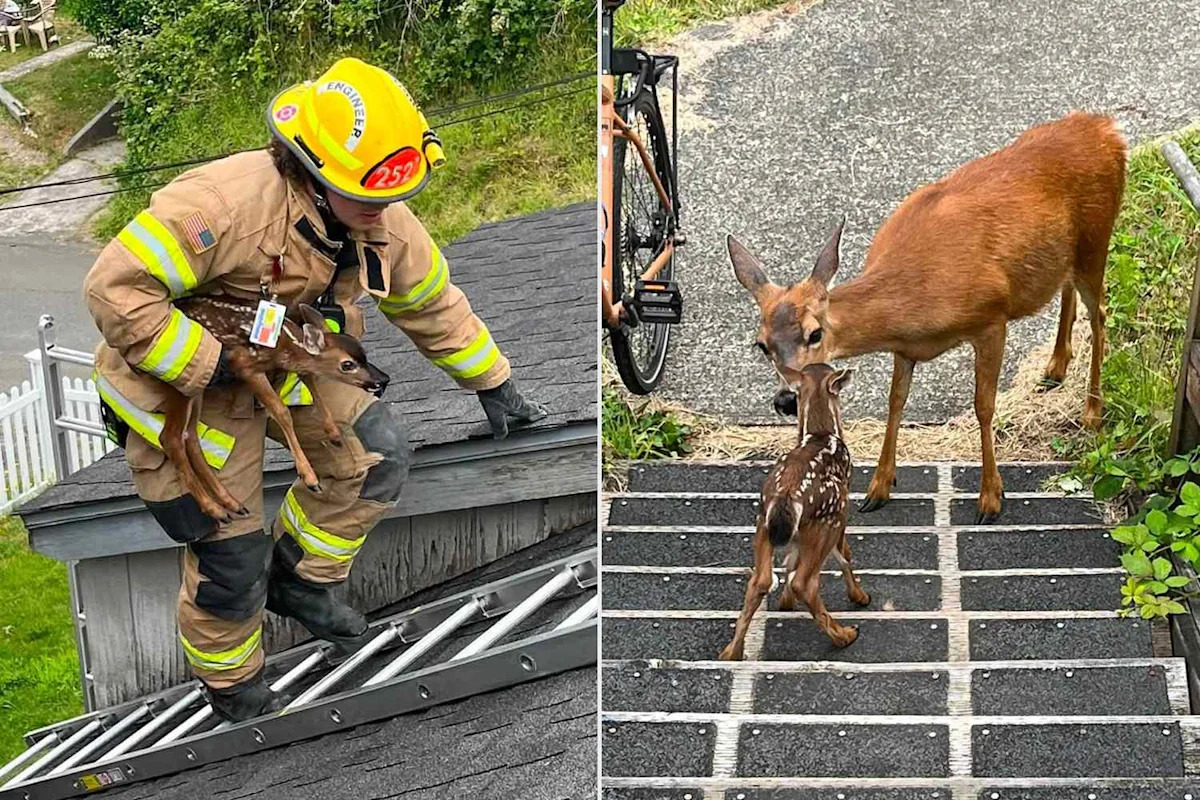 Firefighter Rescues Stranded Fawn from Roof of Oregon Home and Then Finds Baby Animal’s Mom