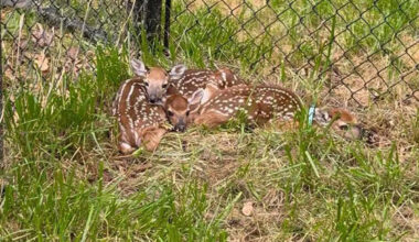 Dozens of Baby Deer Orphaned by Vehicle Crashes Are Being Raised for Return to the Wild
