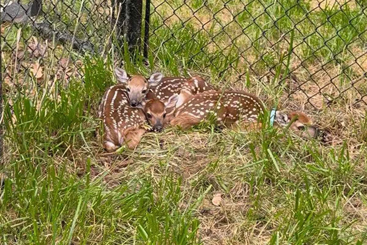 Dozens of Baby Deer Orphaned by Vehicle Crashes Are Being Raised for Return to the Wild