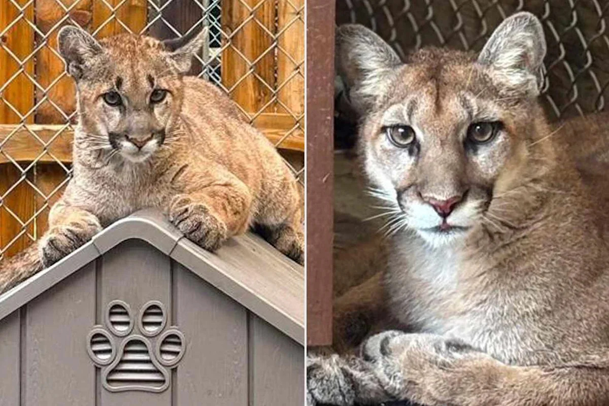 2 Orphaned Mountain Lion Cubs, Including 1 Who Needed Lifesaving Blood Transfusions, Find Home Together