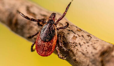 Dangerous Tick-Spread Disease, Which Can Transmit Just 15 Minutes After Contact, Is Rising in the U.S. — Here's What to Know