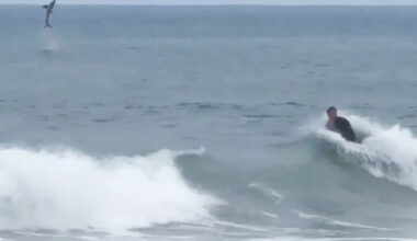 Great White Shark Leaps from Water Behind Boogie Boarder off California Beach
