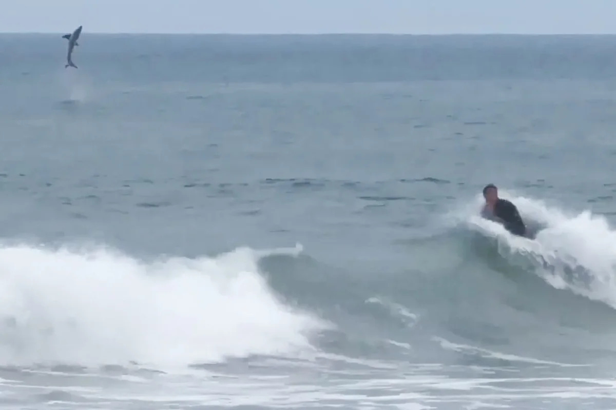 Great White Shark Leaps from Water Behind Boogie Boarder off California Beach
