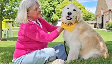 Couple Says Their Golden Retriever Became a Caregiver After Wife’s Alzheimer’s Diagnosis