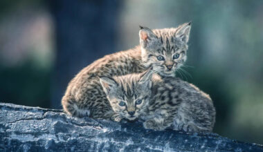 Woman's Backyard Becomes the Cutest Bobcat Nursery