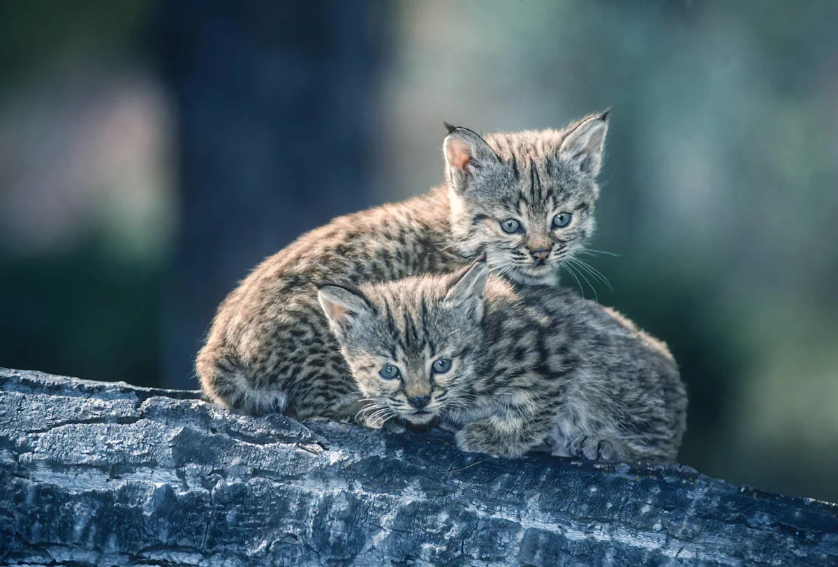 Woman's Backyard Becomes the Cutest Bobcat Nursery