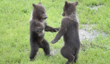 Black Bear Cubs Have a Growly Play Fight in Tofino While Mom Grazes Like Nothing's Happening
