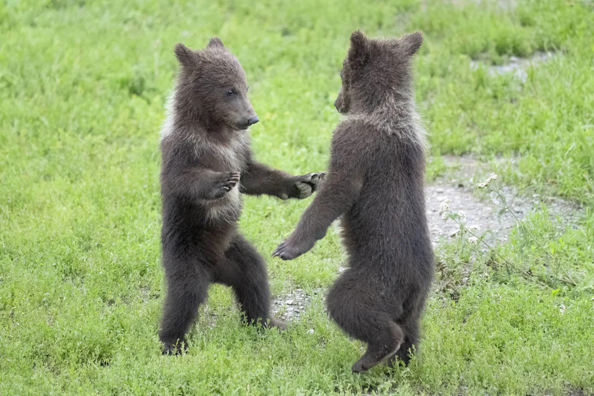Black Bear Cubs Have a Growly Play Fight in Tofino While Mom Grazes Like Nothing's Happening